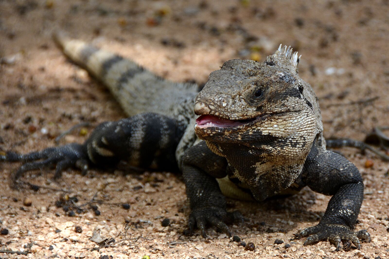 Nikon D7100 sample photo. Iguana, lizard, reptile photography