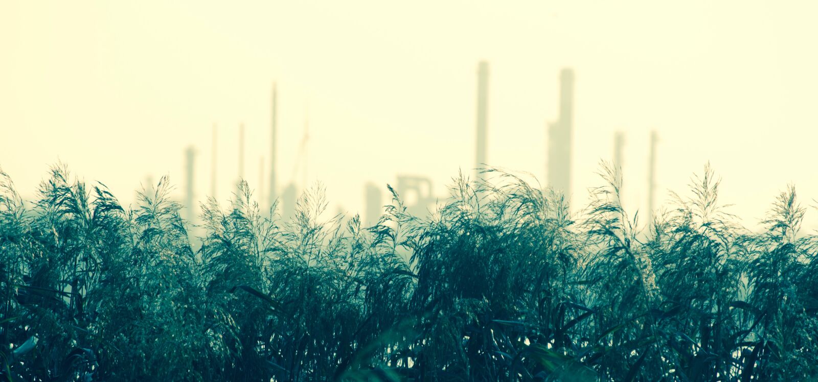 Nikon D3200 sample photo. Industry, reed, nature photography