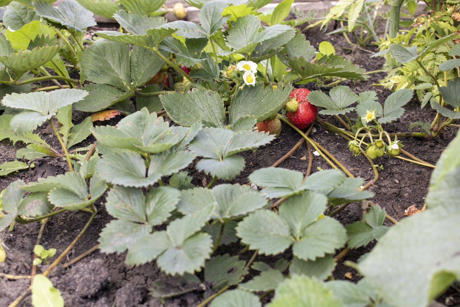 Canon EOS 750D (EOS Rebel T6i / EOS Kiss X8i) sample photo. Strawberries, food, fruit photography