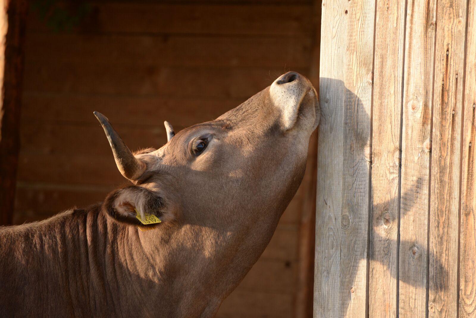 Nikon D610 sample photo. Cow, scratching, sunset photography
