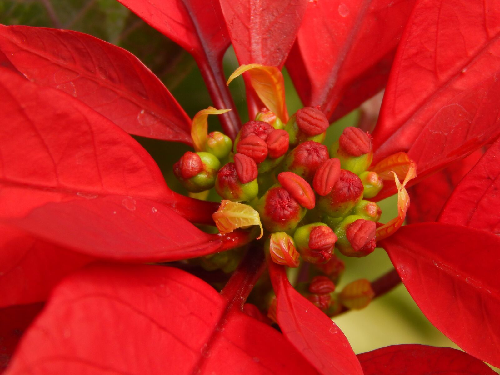 Nikon Coolpix L820 sample photo. Star federal, red flower photography