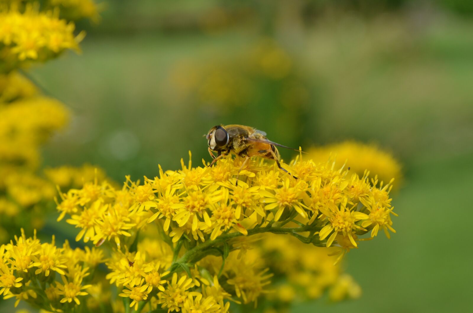 Nikon D7000 sample photo. Nature, plant, branch photography