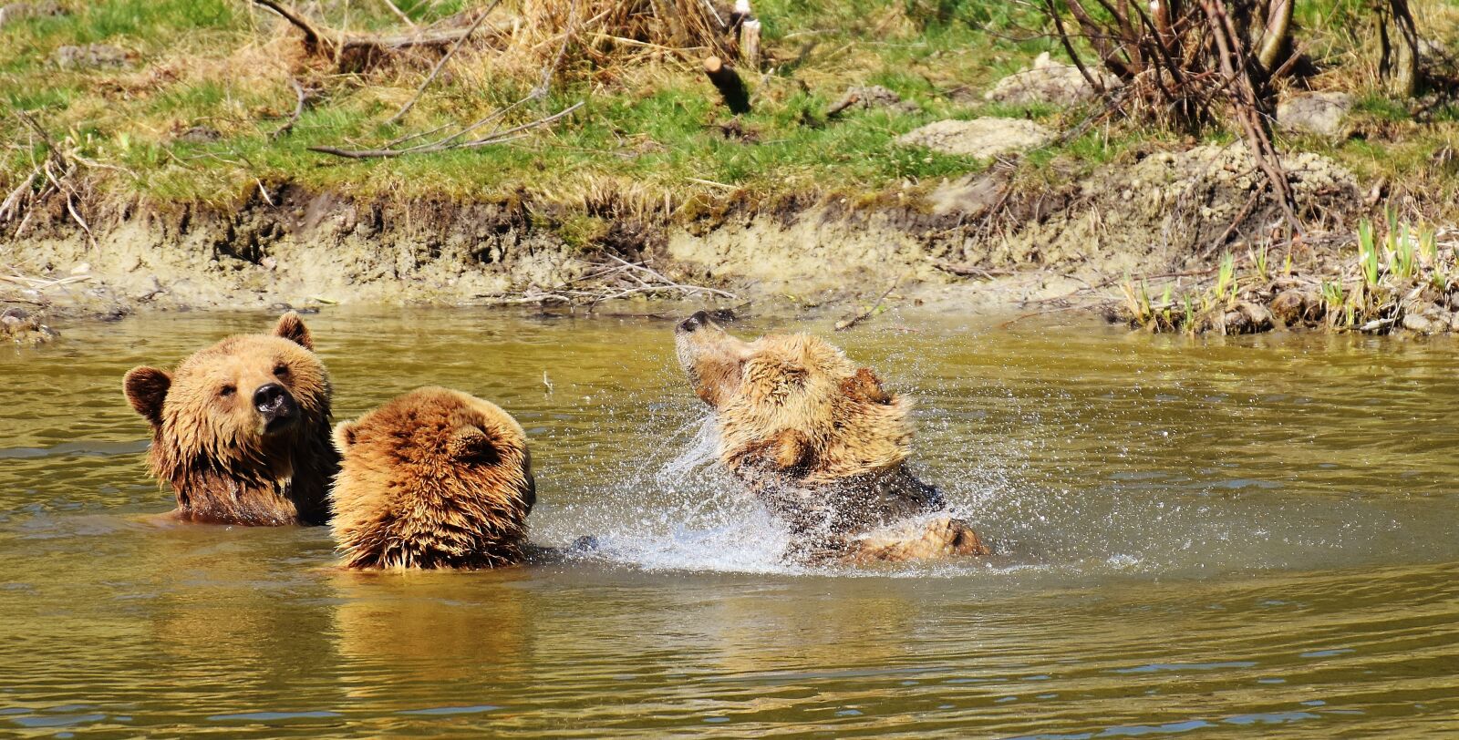 Nikon D7200 sample photo. European brown bear, water photography