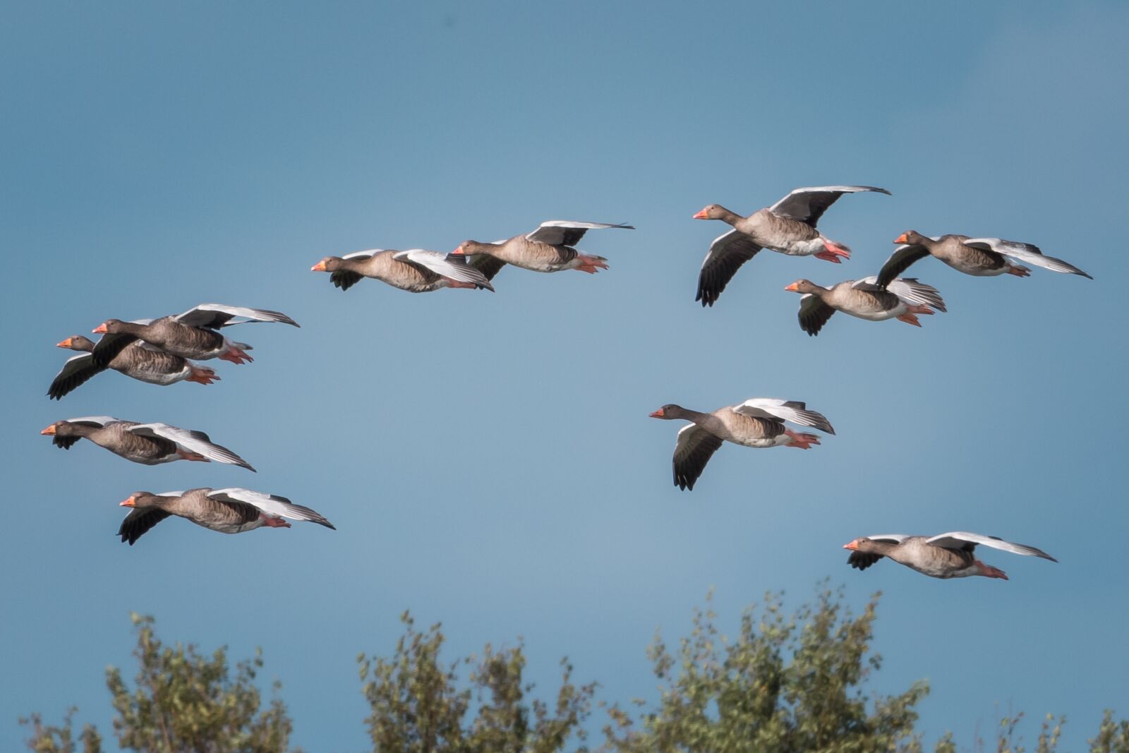Nikon D750 sample photo. Flying, nature, sky photography