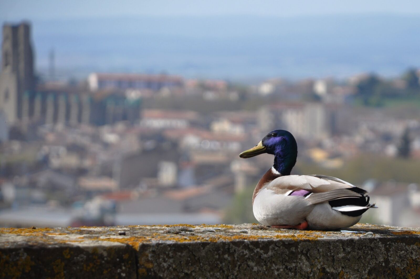 Nikon D90 sample photo. Duck, volatile, castle photography