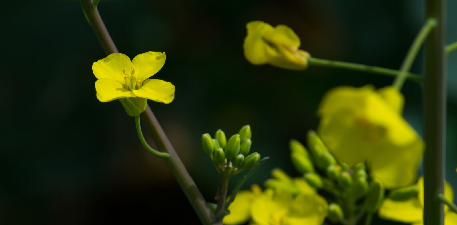 Nikon D3100 sample photo. Oilseed rape, yellow, landscape photography