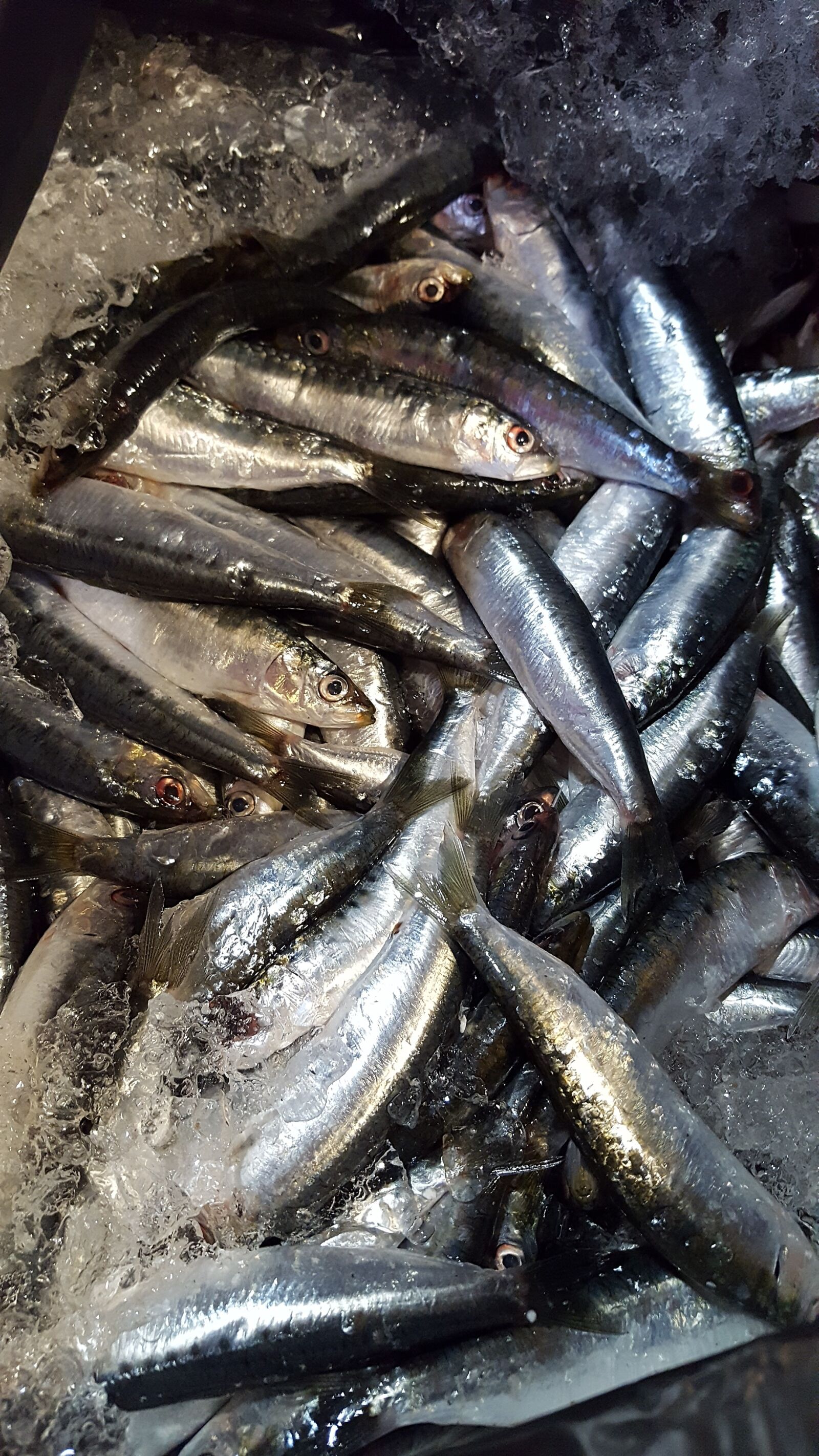 Samsung GALAXY S6 edge sample photo. Sardines, fish, sea photography