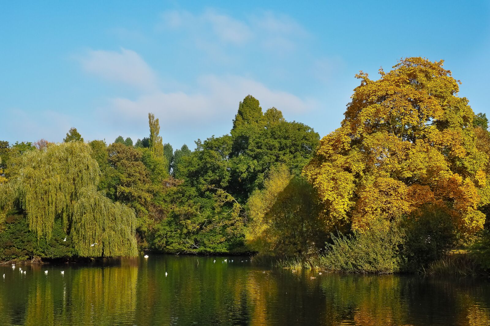 Olympus OM-D E-M10 sample photo. Autumn, gold, golden autumn photography