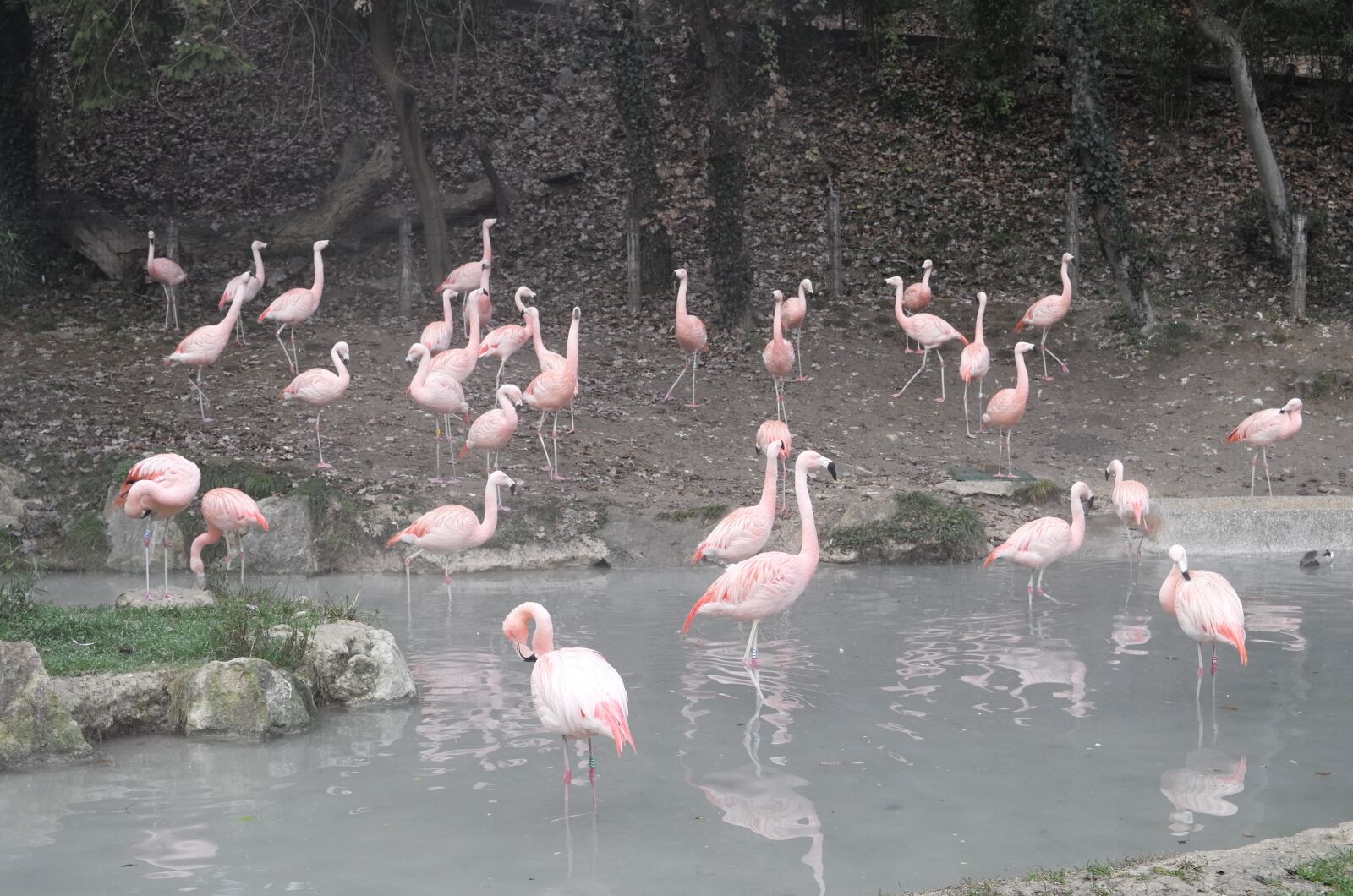 Vario-Elmar T 1:3.5-5.6 / 18-56 ASPH. sample photo. Birds, flamingo, pink photography