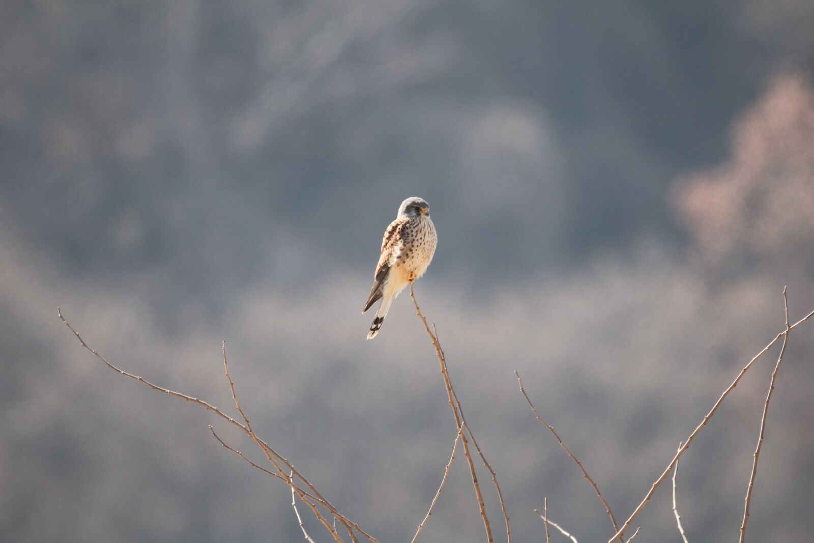 150-600mm F5-6.3 DG OS HSM | Contemporary 015 sample photo. The korean buzzard, bird photography