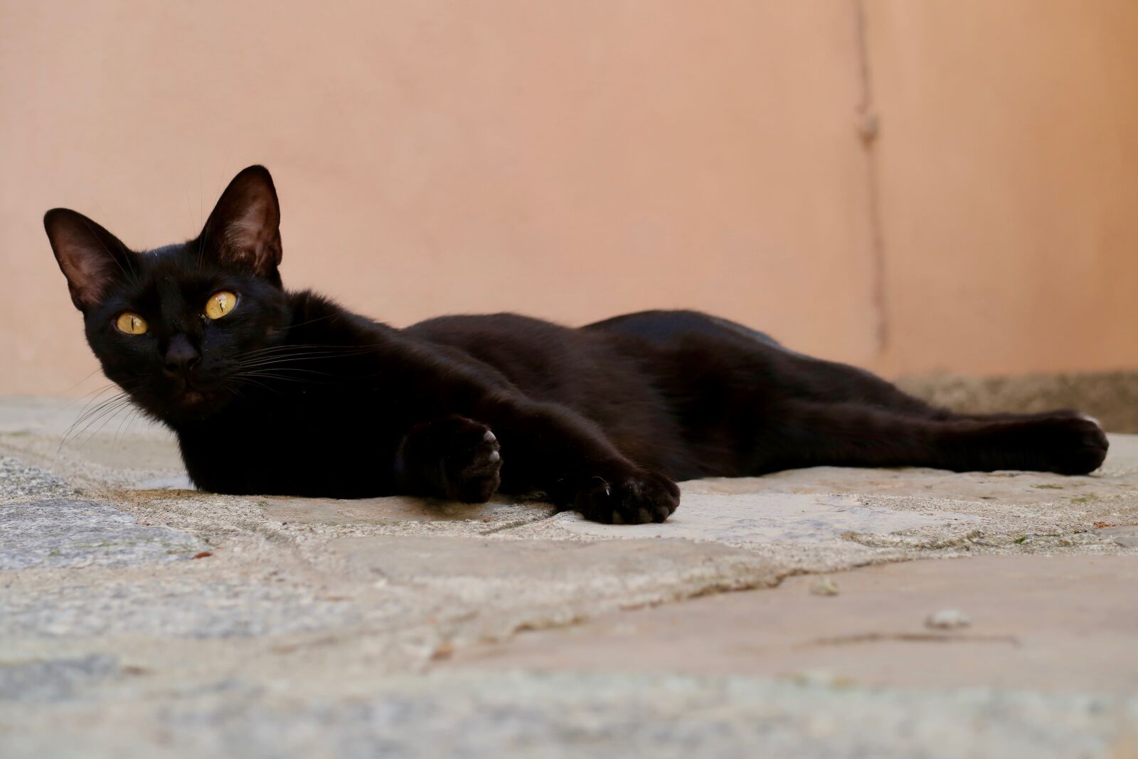 Canon PowerShot G7 X Mark II sample photo. Cat, rest, animal photography