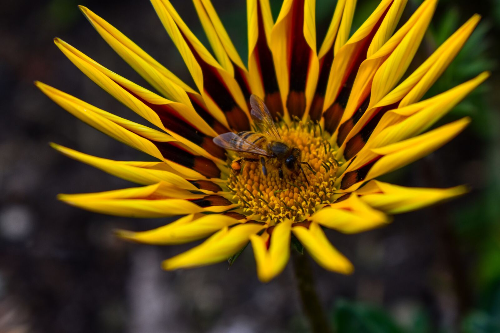 Nikon D3400 sample photo. Flower, linda plant, garden photography