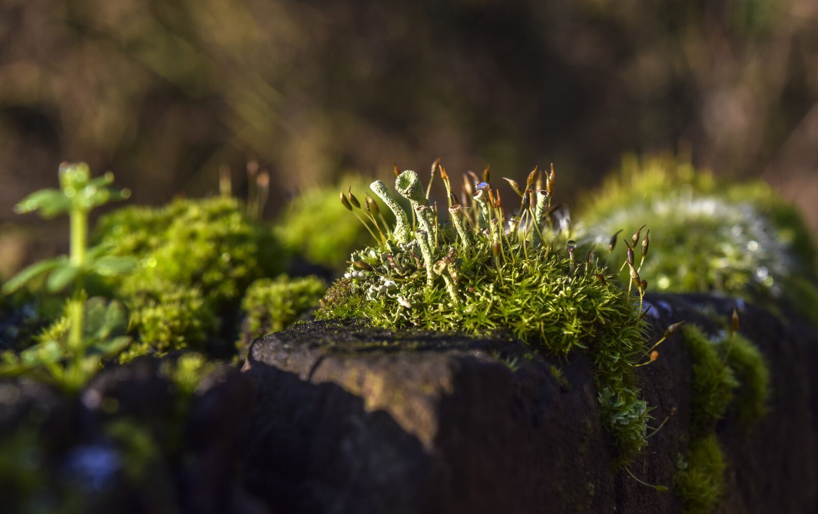 Nikon D3300 sample photo. Nature, moss, forest photography
