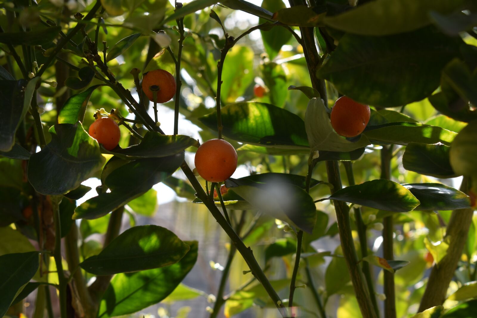 Nikon D3500 sample photo. Citrus tree, calamansi, bloom photography