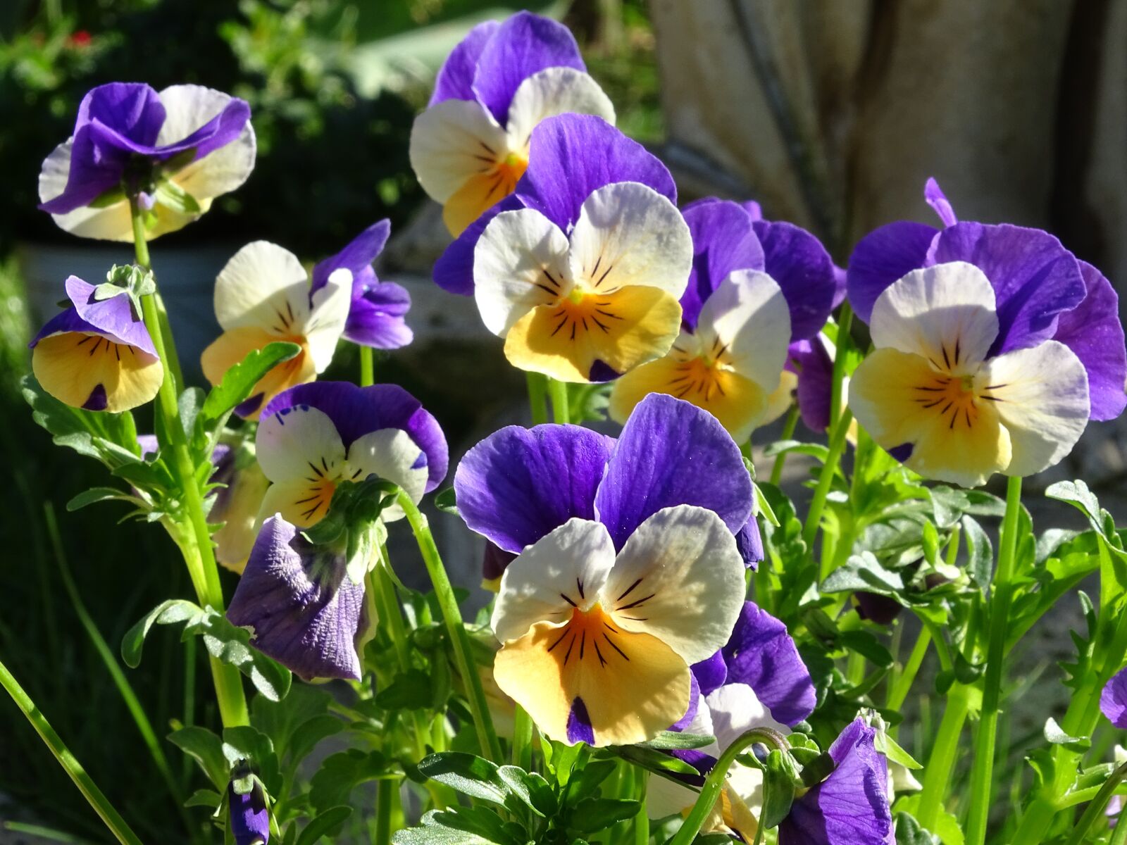 Sony Cyber-shot DSC-HX400V sample photo. 400–500, violet, viola photography
