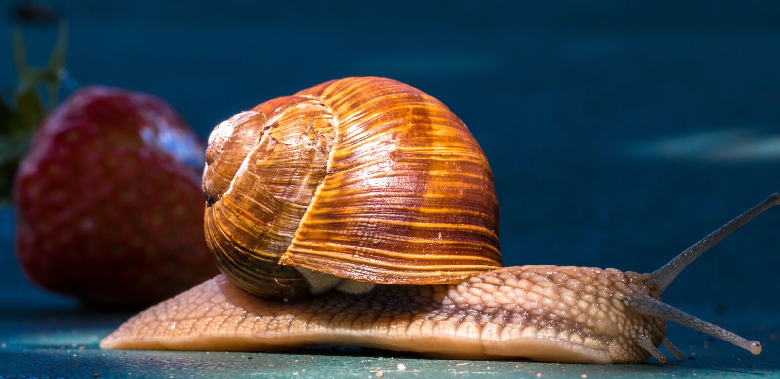 Canon EOS 70D sample photo. Animal, snail, shell photography