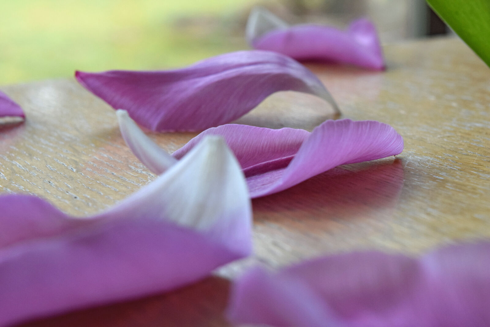 Nikon D3300 sample photo. Night, petals, tulips photography