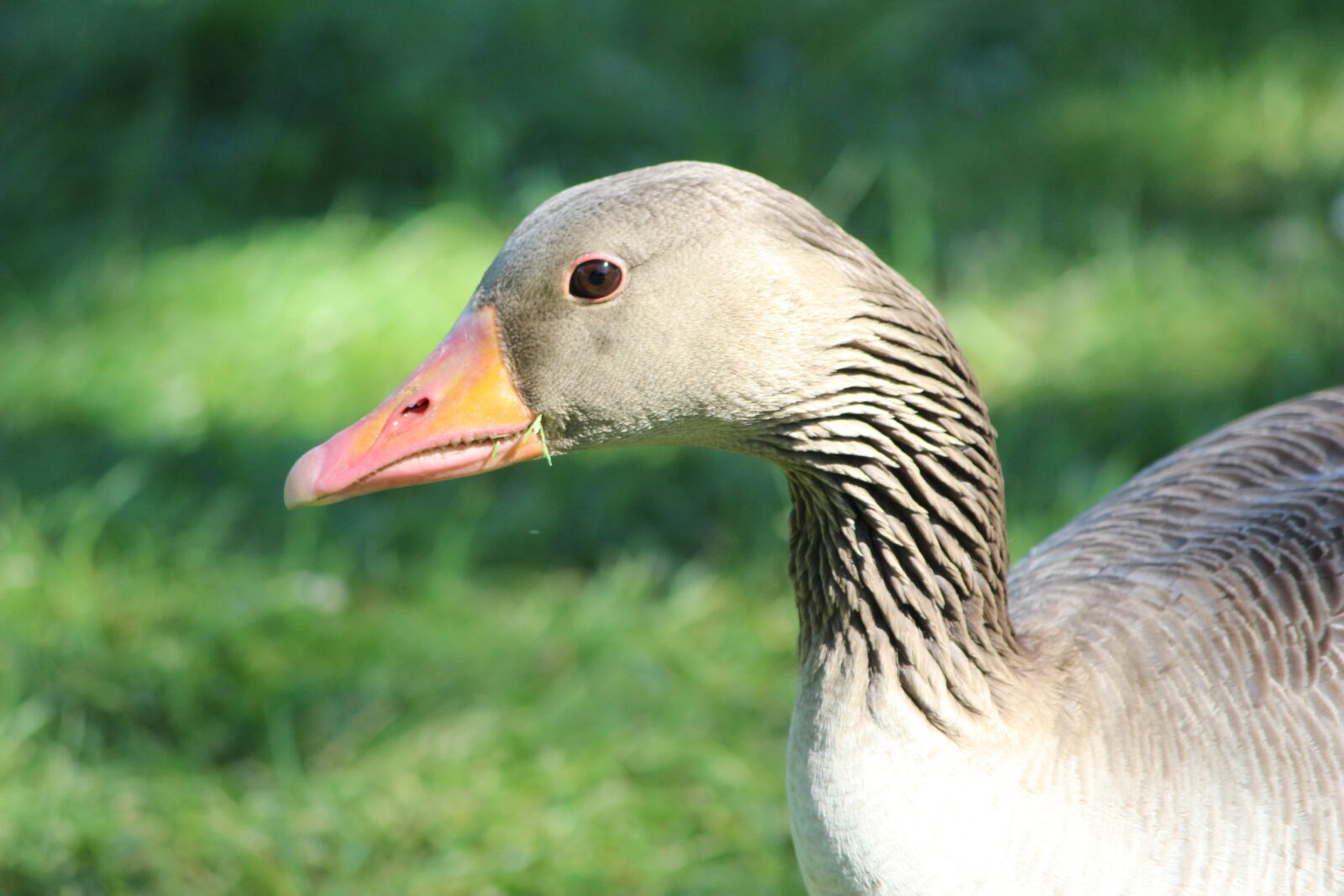 Canon EOS 600D (Rebel EOS T3i / EOS Kiss X5) sample photo. Goose, duck, wild bird photography