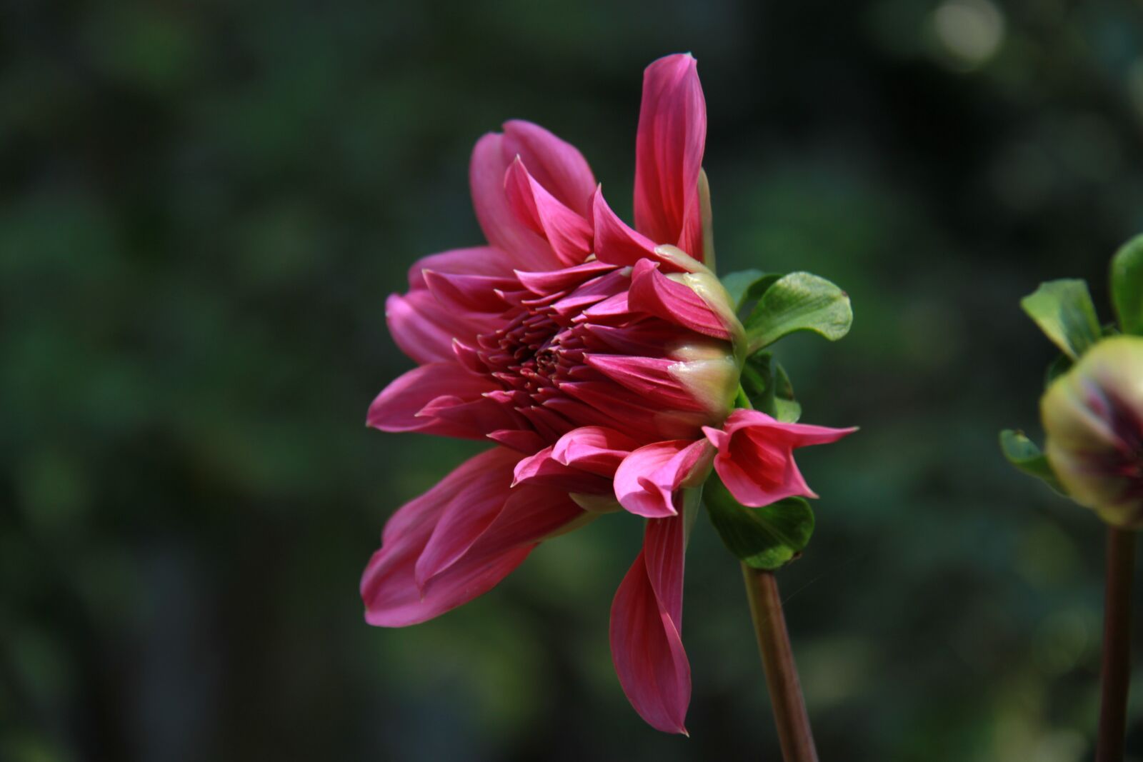 Canon EOS 7D sample photo. Dahlia, bud, flower photography