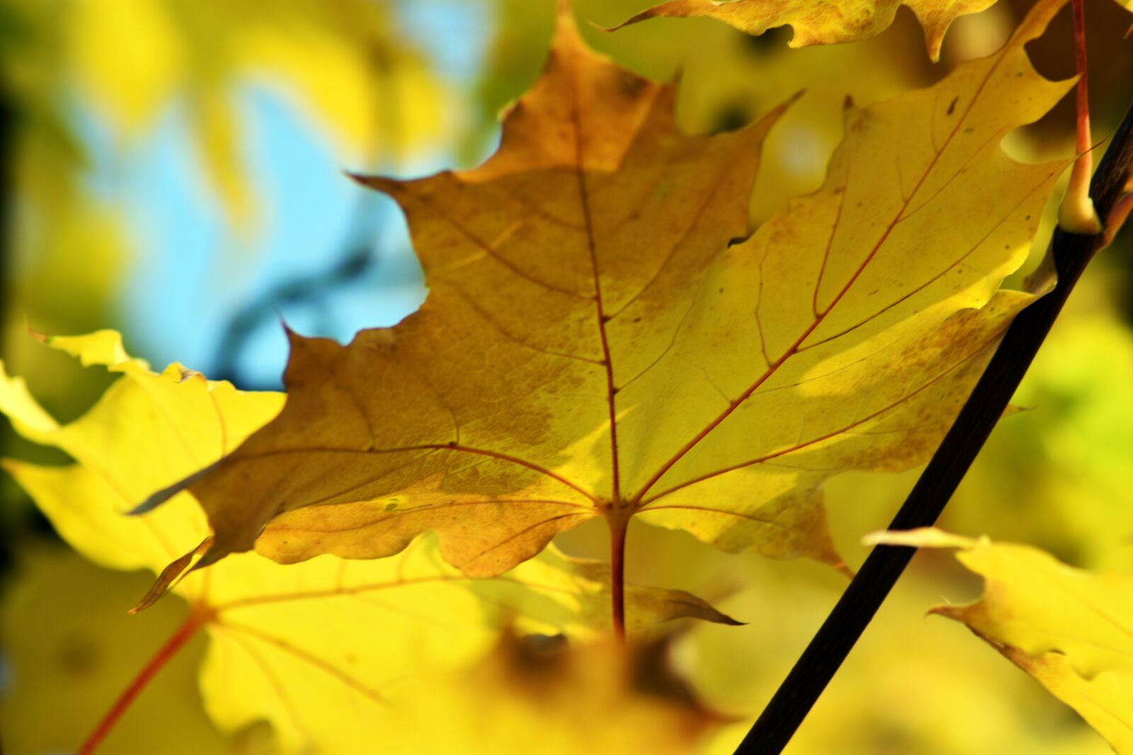Nikon D3400 sample photo. Holidays, yellow, mood photography