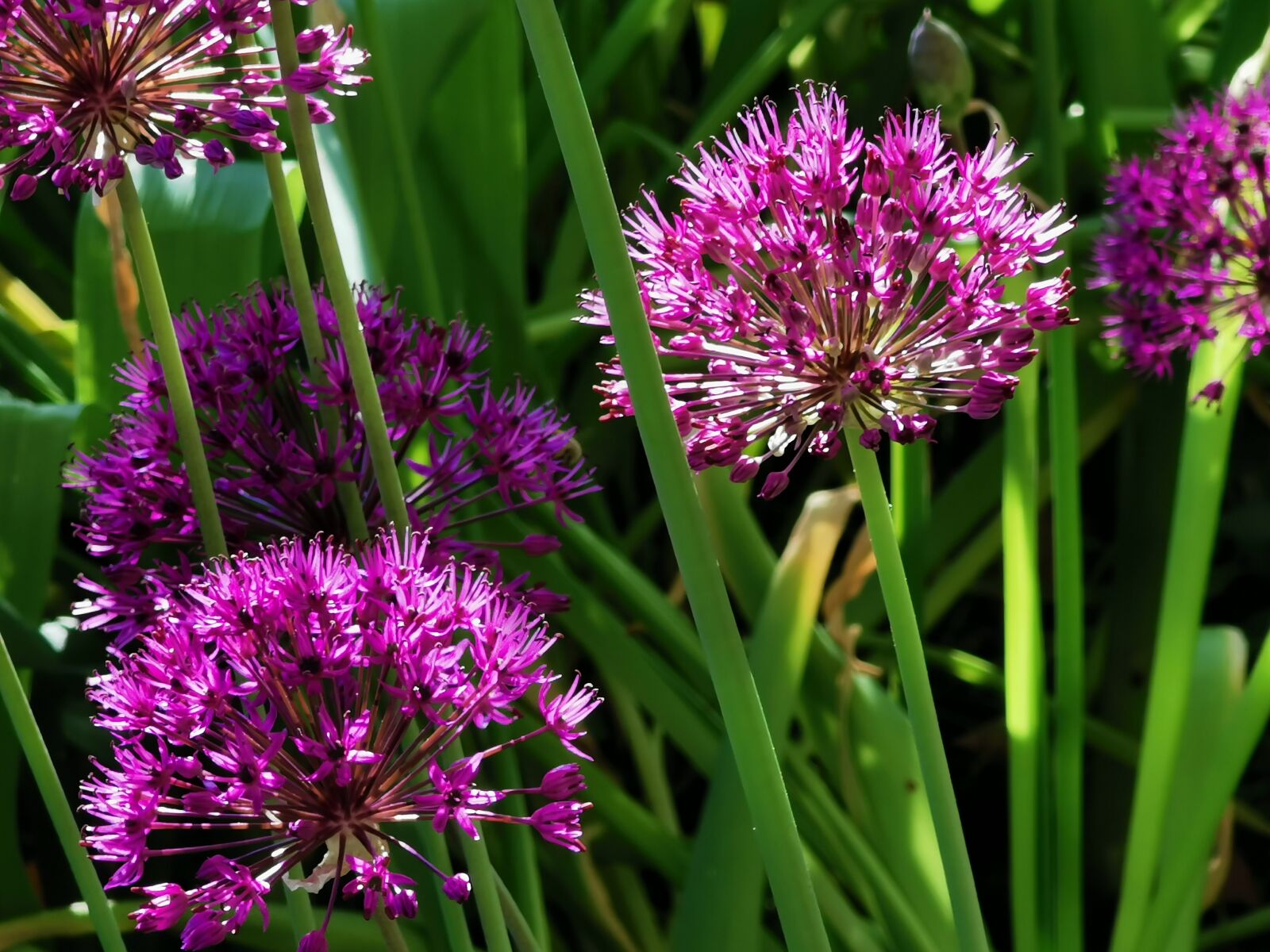 HUAWEI P30 Pro sample photo. Purple, leek, flowers photography