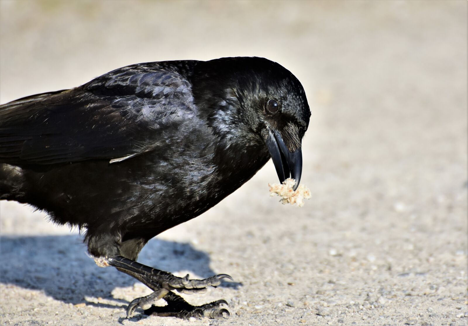 Nikon D7200 sample photo. Raven, crow, raven bird photography