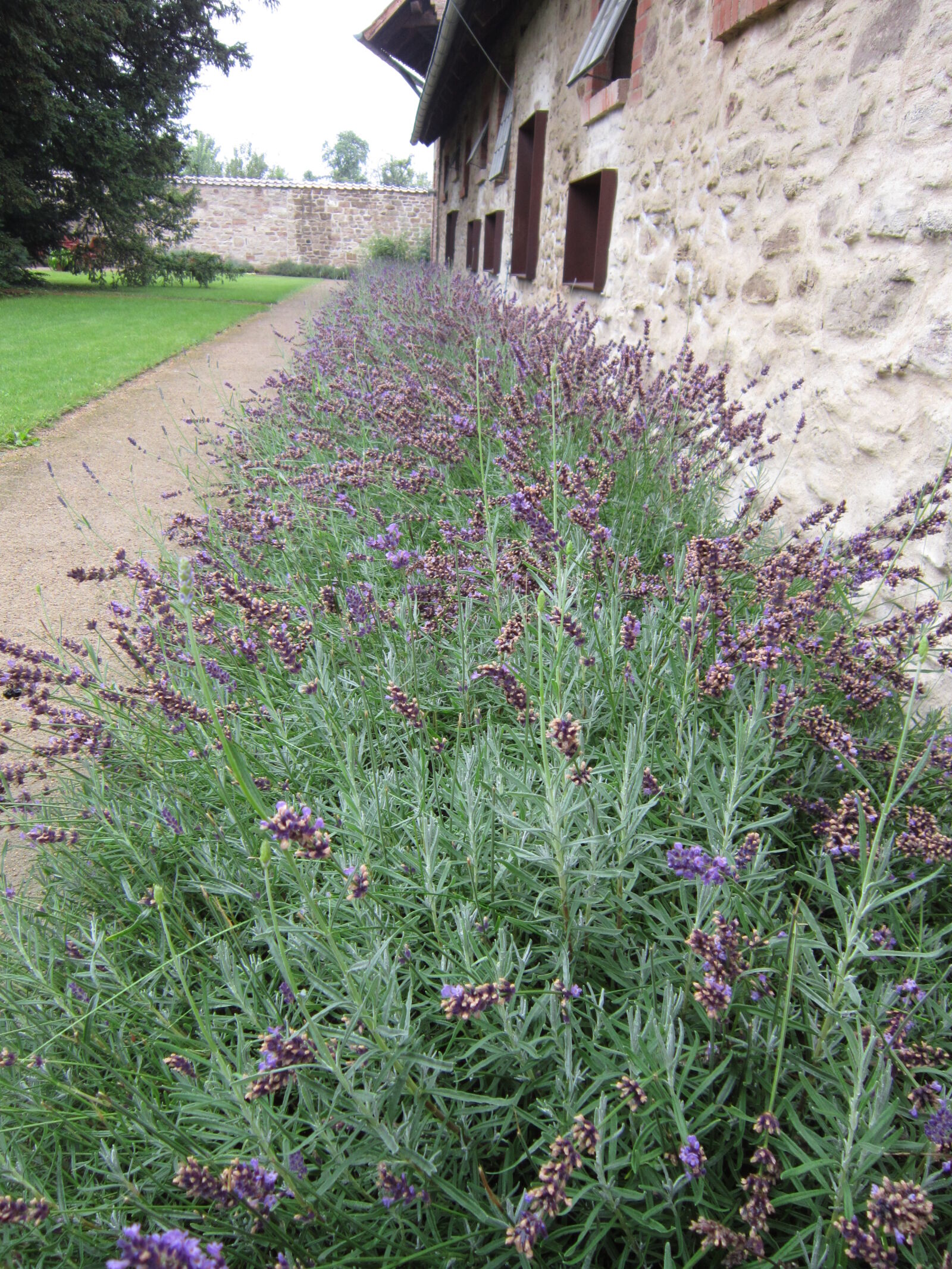 Canon PowerShot A3300 IS sample photo. Barn, flower, herb, lavender photography