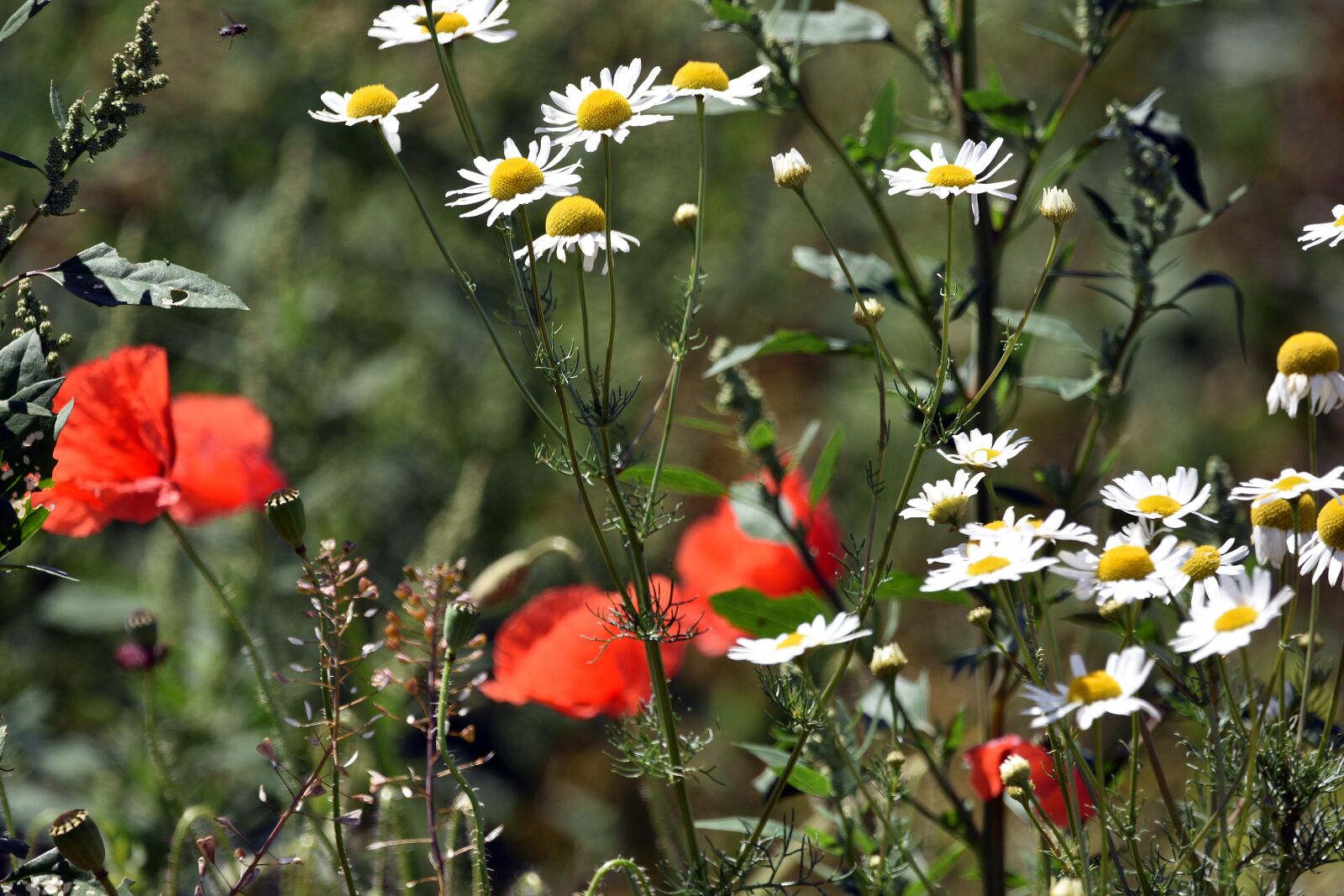 Nikon D3400 sample photo. Flowers, spring, poppies photography