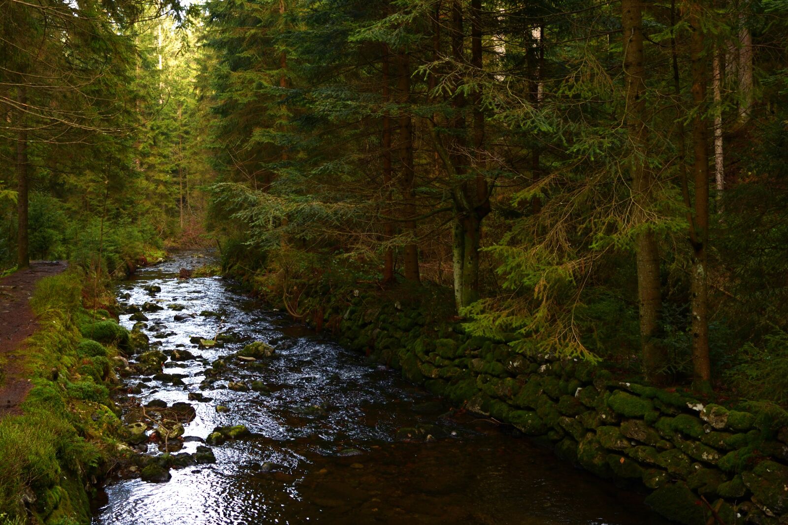 Nikon D5200 sample photo. Forest, river, landscape photography