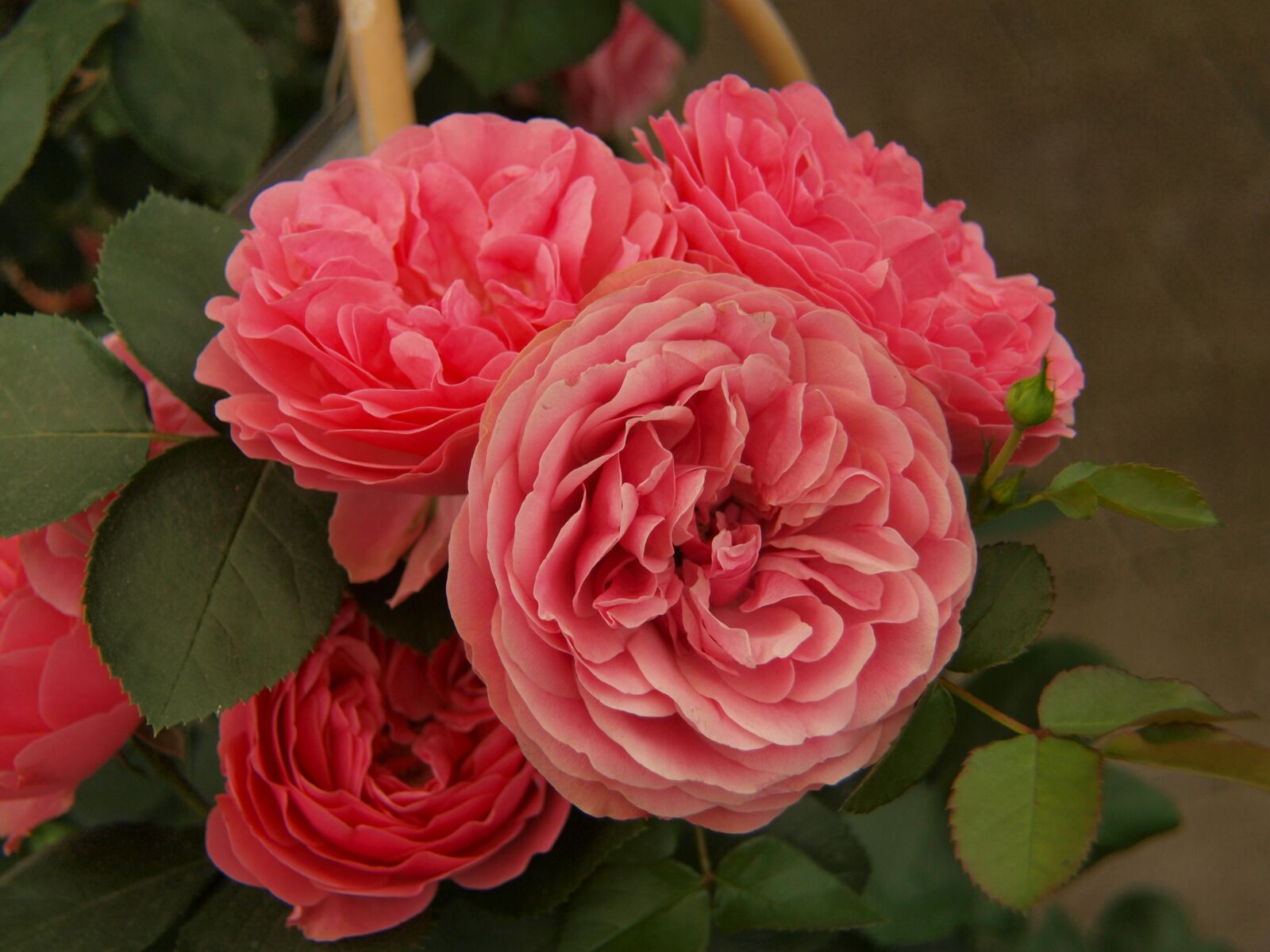 Olympus E-420 (EVOLT E-420) sample photo. Red, roses, flower photography