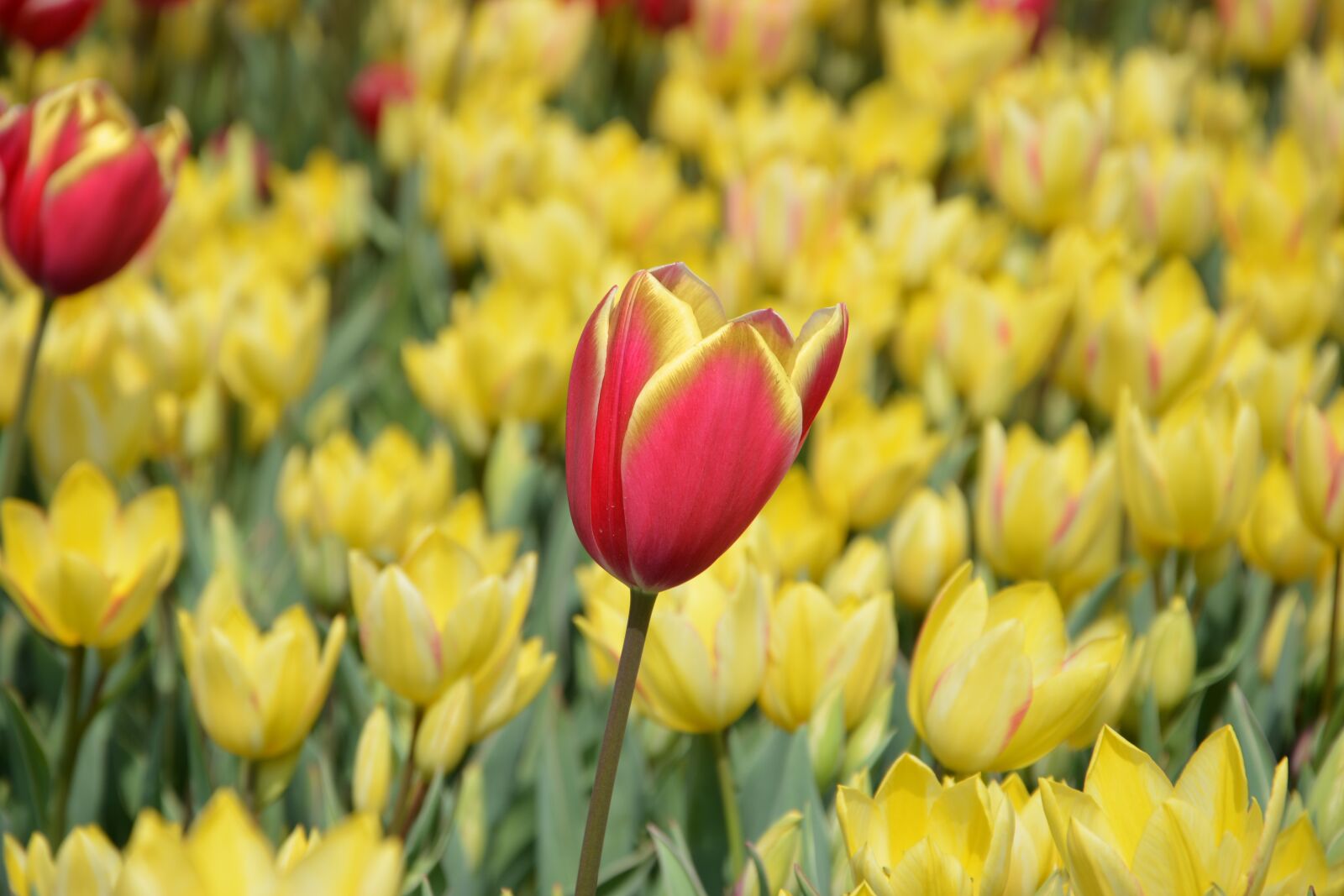 Nikon D7100 sample photo. Tulips, flower, nature photography