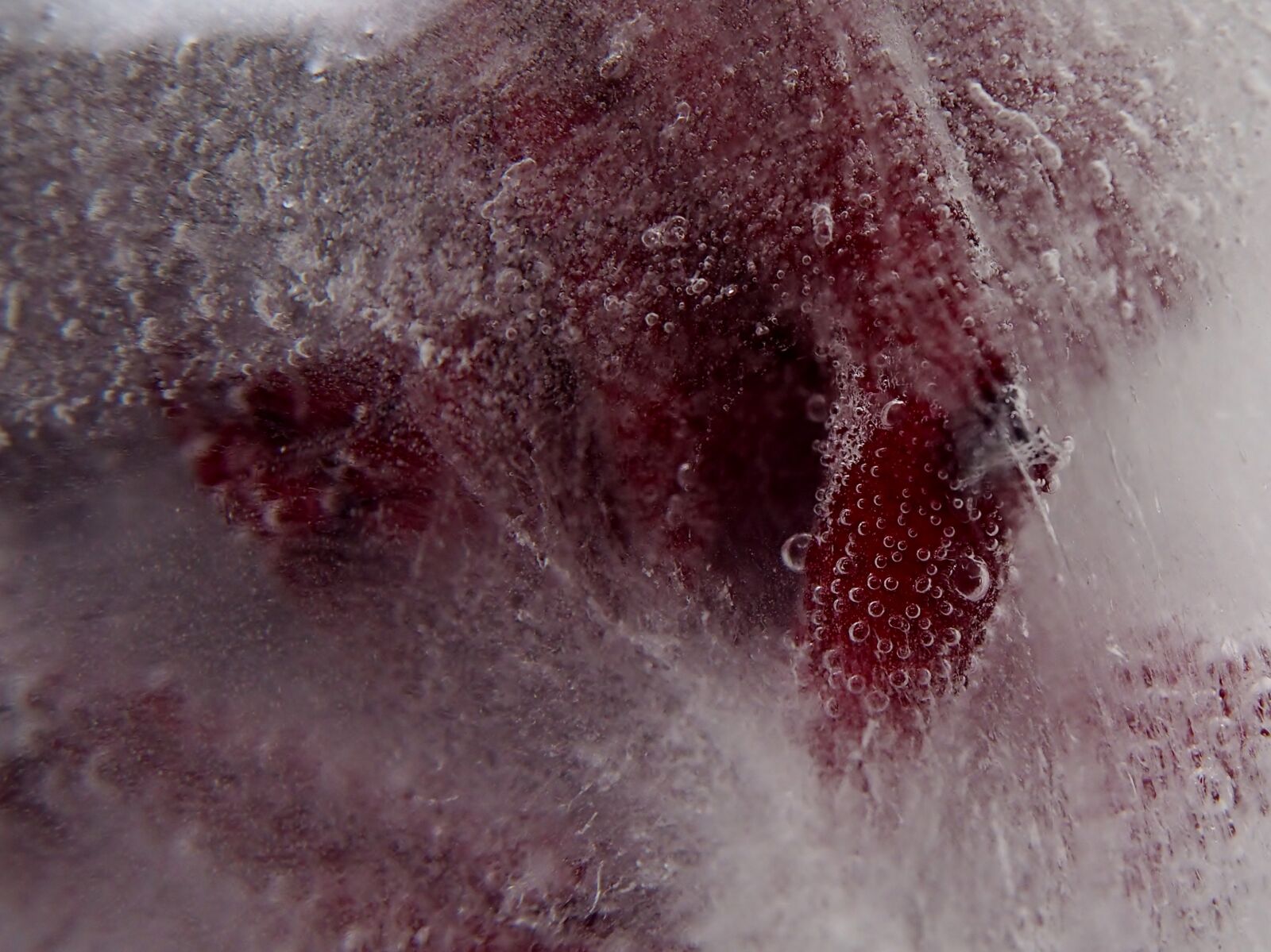 Olympus OM-D E-M10 sample photo. Red rose, ice, air photography