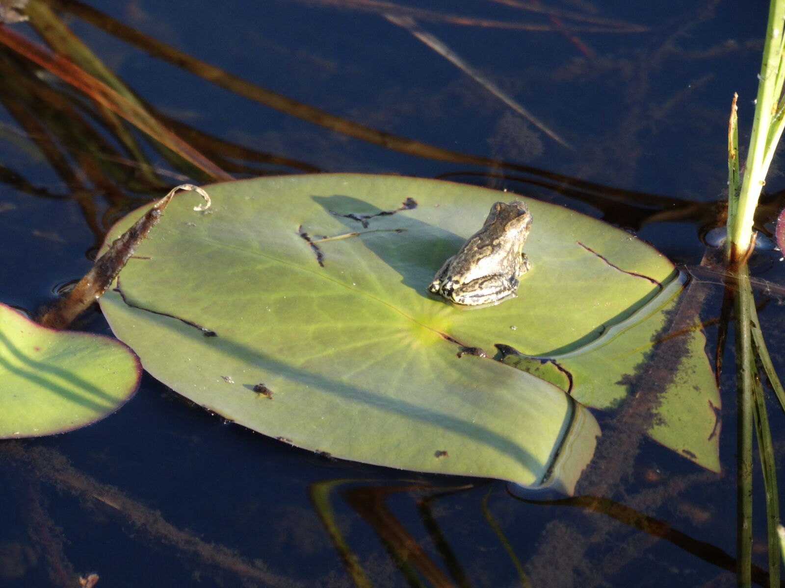 Sony Cyber-shot DSC-HX300 sample photo. Botswana, frogs, okawango, delta photography