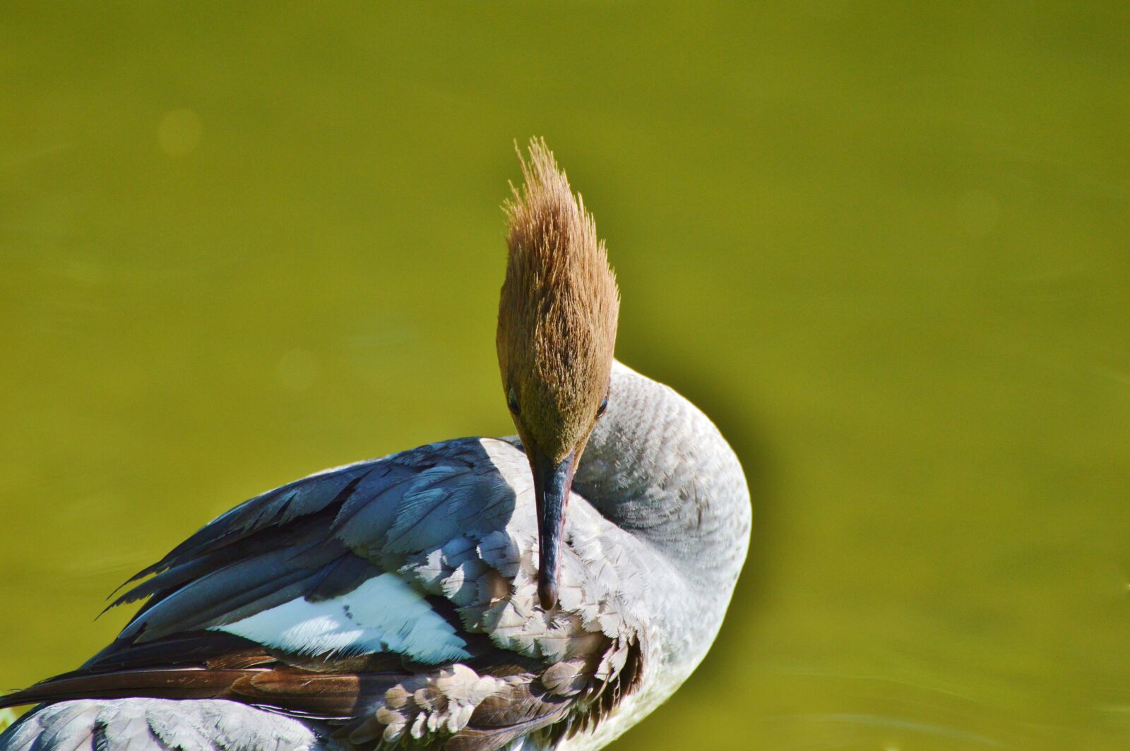 Nikon D3200 sample photo. Merganser, ducks, waterfowl photography