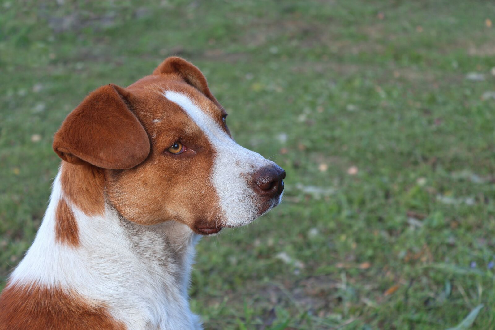 Canon EOS 650D (EOS Rebel T4i / EOS Kiss X6i) sample photo. Red dog, spotted dog photography