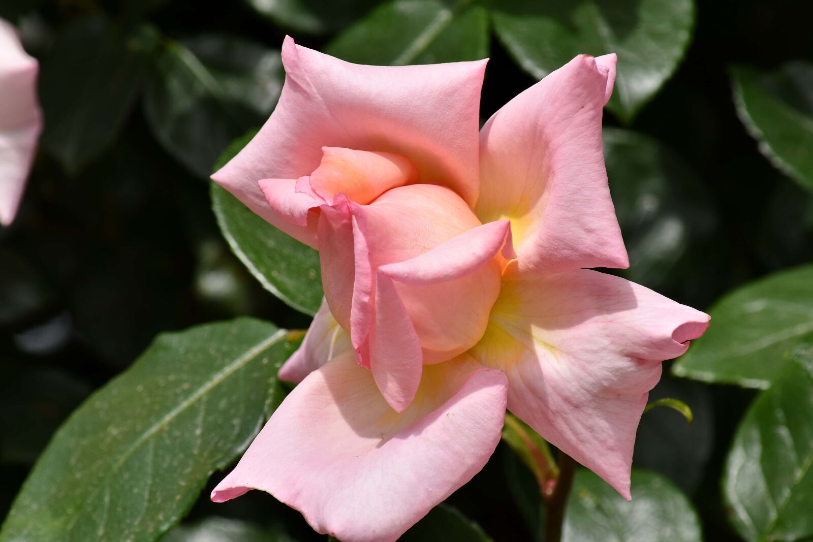 Nikon D5500 sample photo. Beautiful flowers, beautiful image photography