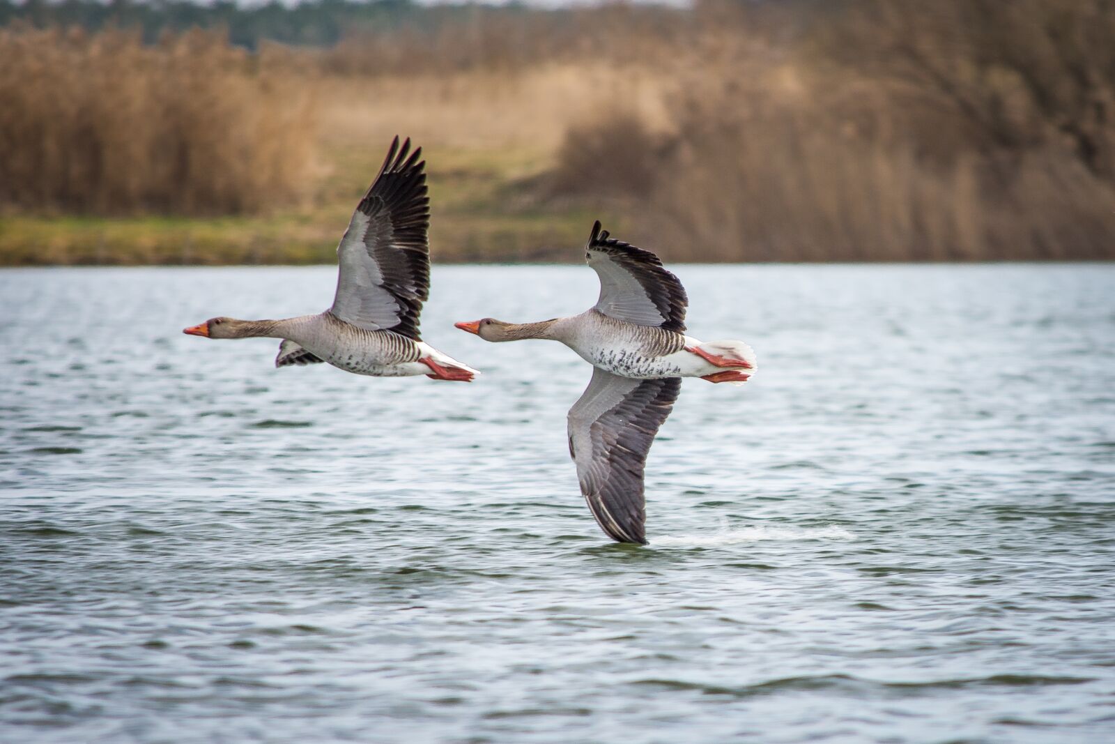 Nikon D7200 sample photo. Geese, greylag goose, lake photography