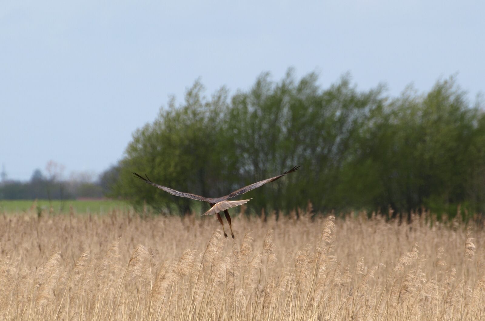 Olympus E-510 (EVOLT E-510) sample photo. Raptor, bird of prey photography