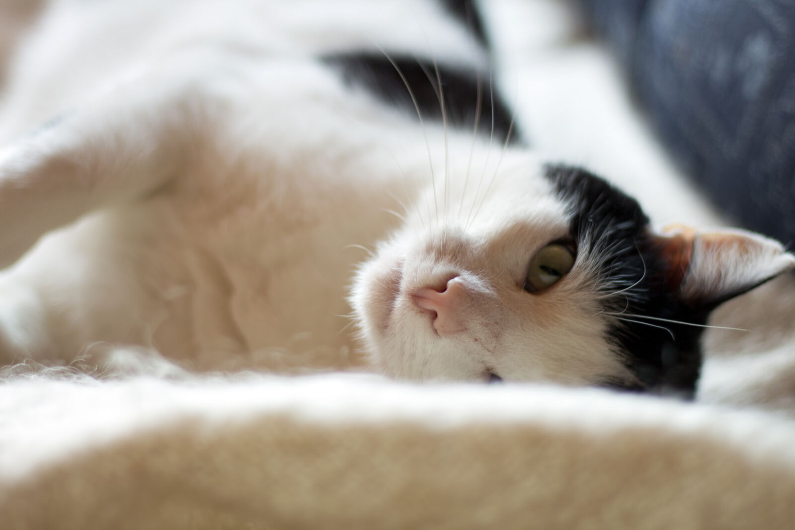 Canon EOS 700D (EOS Rebel T5i / EOS Kiss X7i) + Canon EF 50mm F1.8 STM sample photo. Animal, black, and, white photography