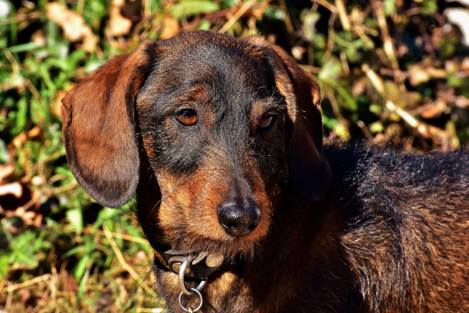 Nikon D7200 sample photo. Rauhaardackel, dog, animal photography