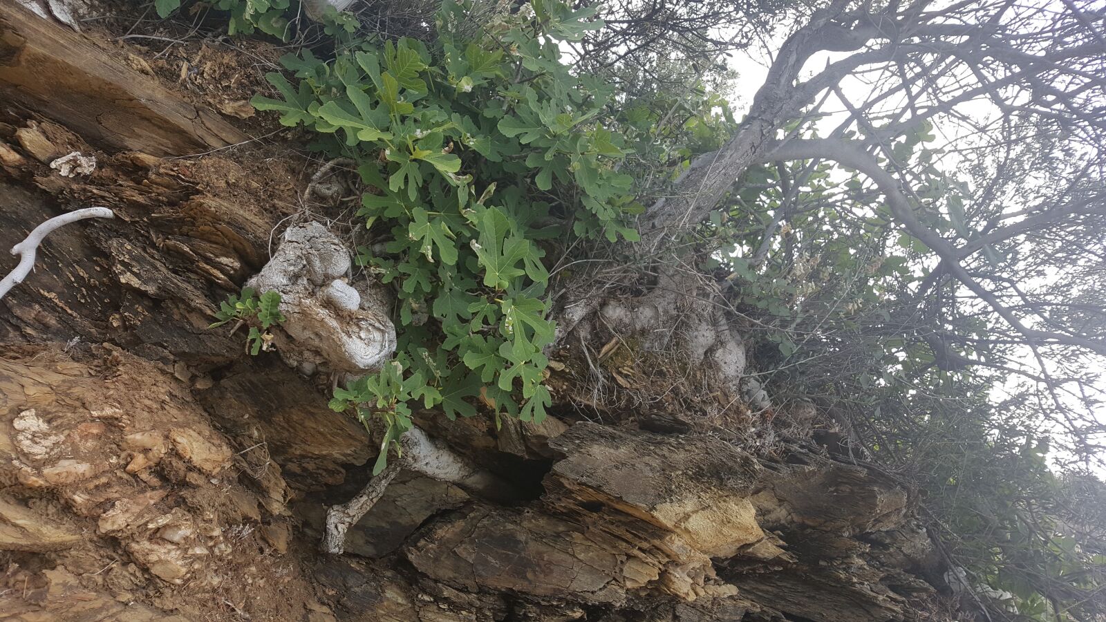 Samsung Galaxy S6 sample photo. Nature, forest, trees photography