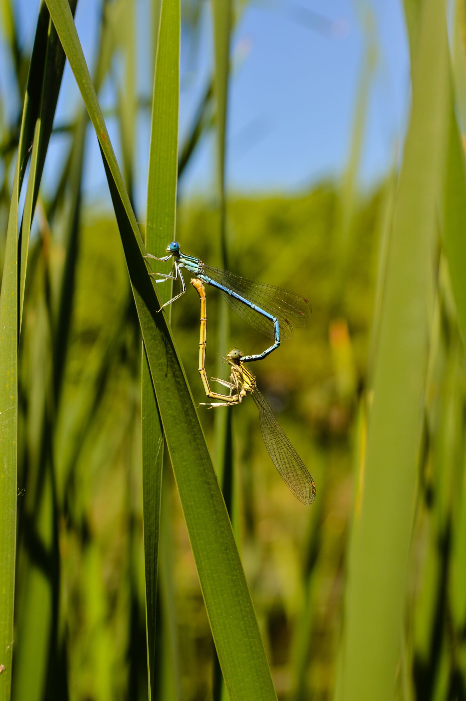 Nikon D3200 sample photo. Dragonflies, reproduction, fauna photography