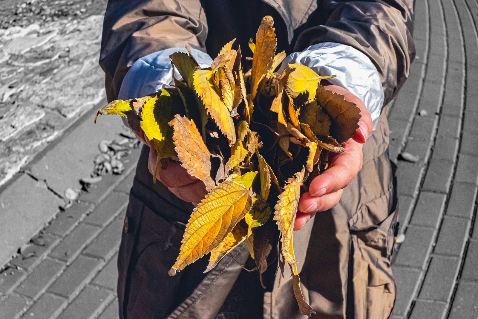 Nikon D5600 sample photo. Autumn, leaves, colorful photography