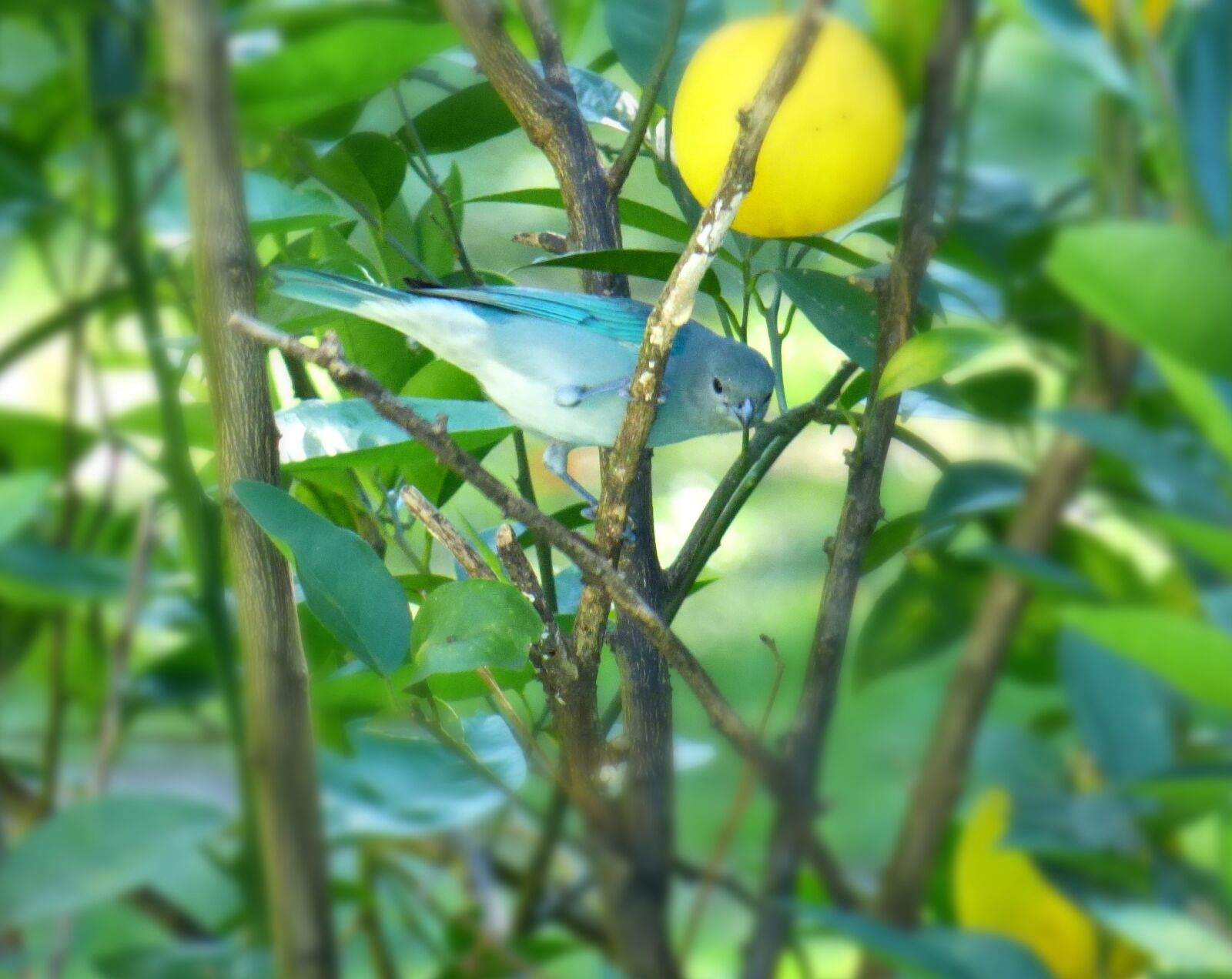 Panasonic Lumix DMC-FZ70 sample photo. Celestino, bird, light-blue photography