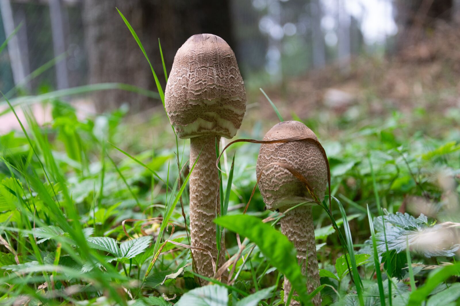 Nikon D3300 sample photo. Mushroom, forest, autumn photography