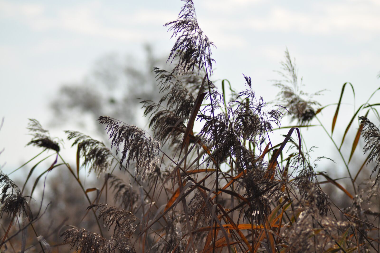 Nikon D5000 sample photo. Autumn, reed, lake photography