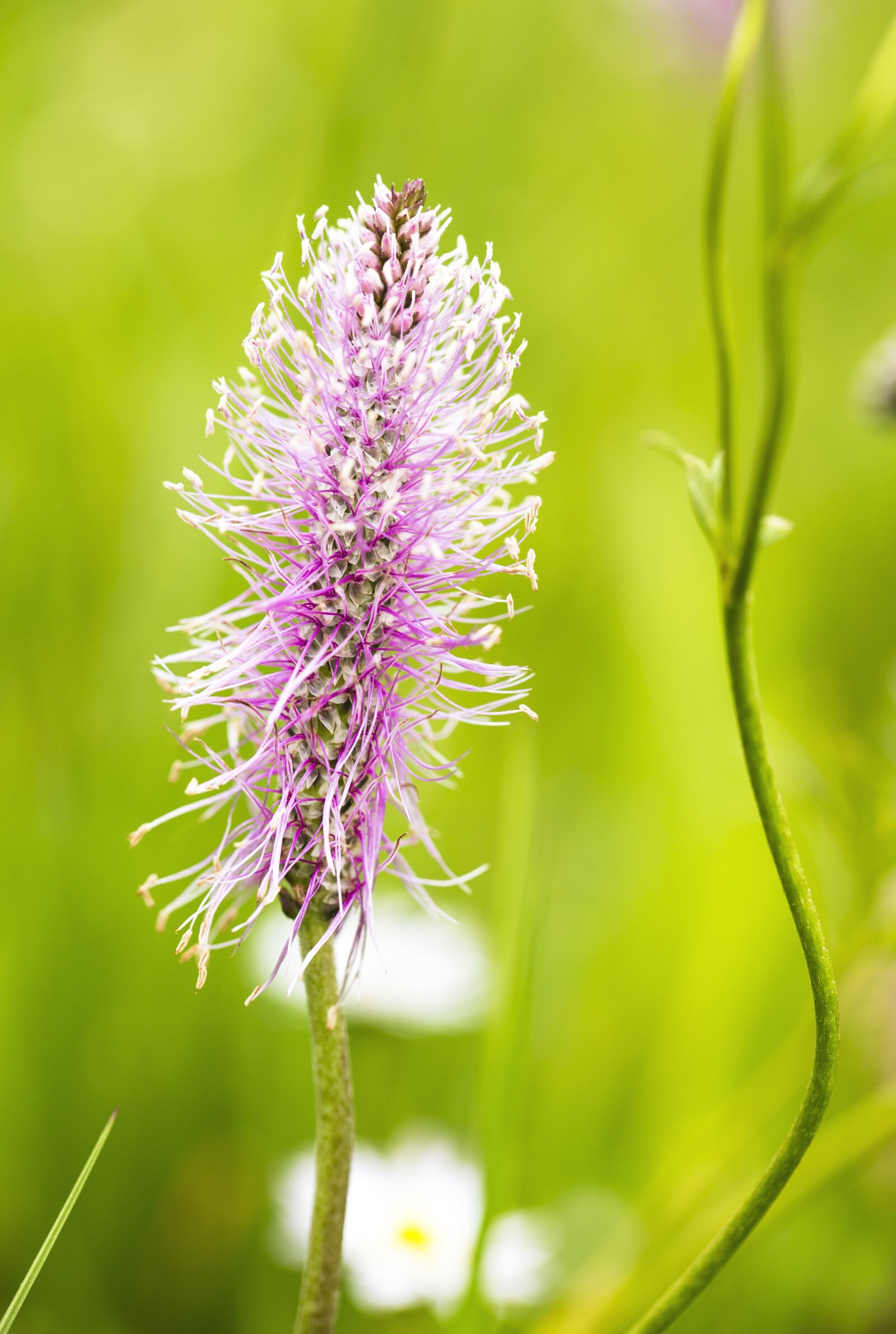 Canon EF 100mm F2.8L Macro IS USM sample photo. Flower, plant, blossom photography