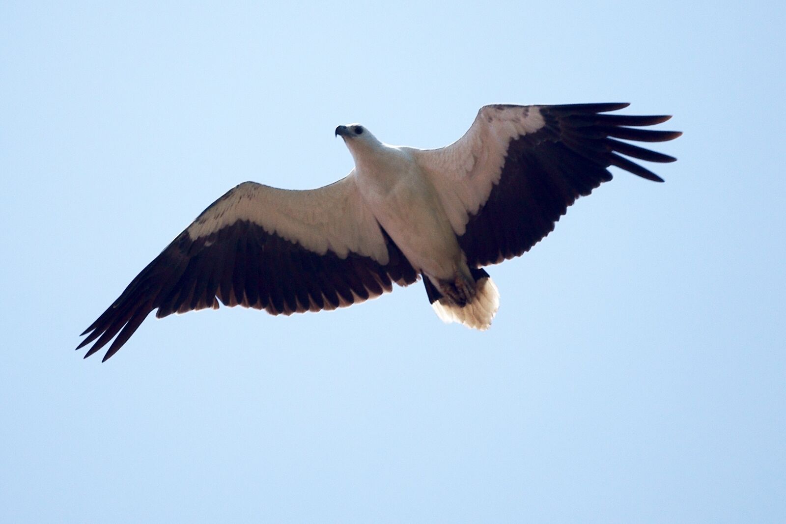Sony Alpha DSLR-A850 sample photo. Eagle, flight, fly, flying photography