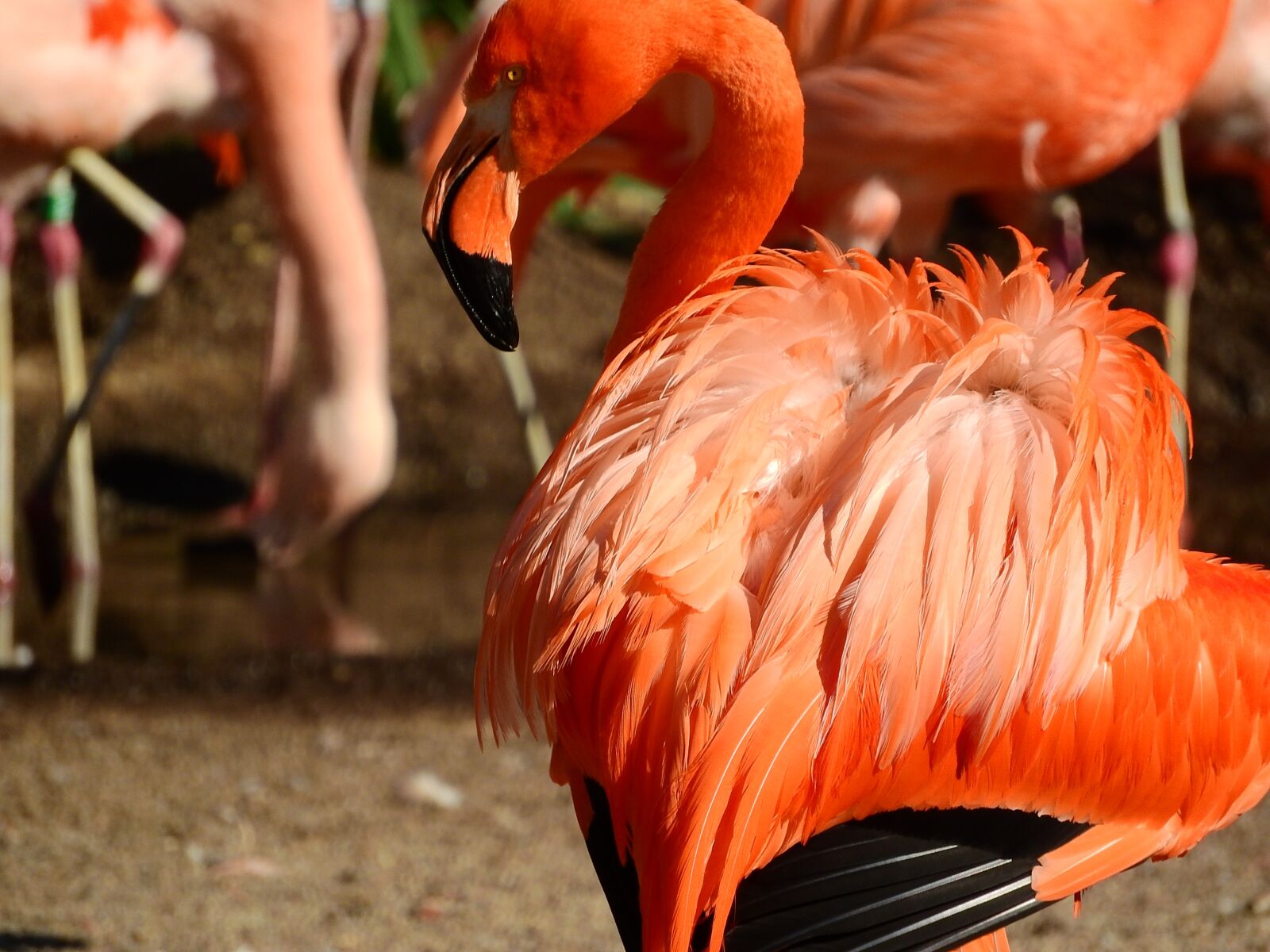 Nikon Coolpix P610 sample photo. Flamingo cuban, phoenicopterus ruber photography