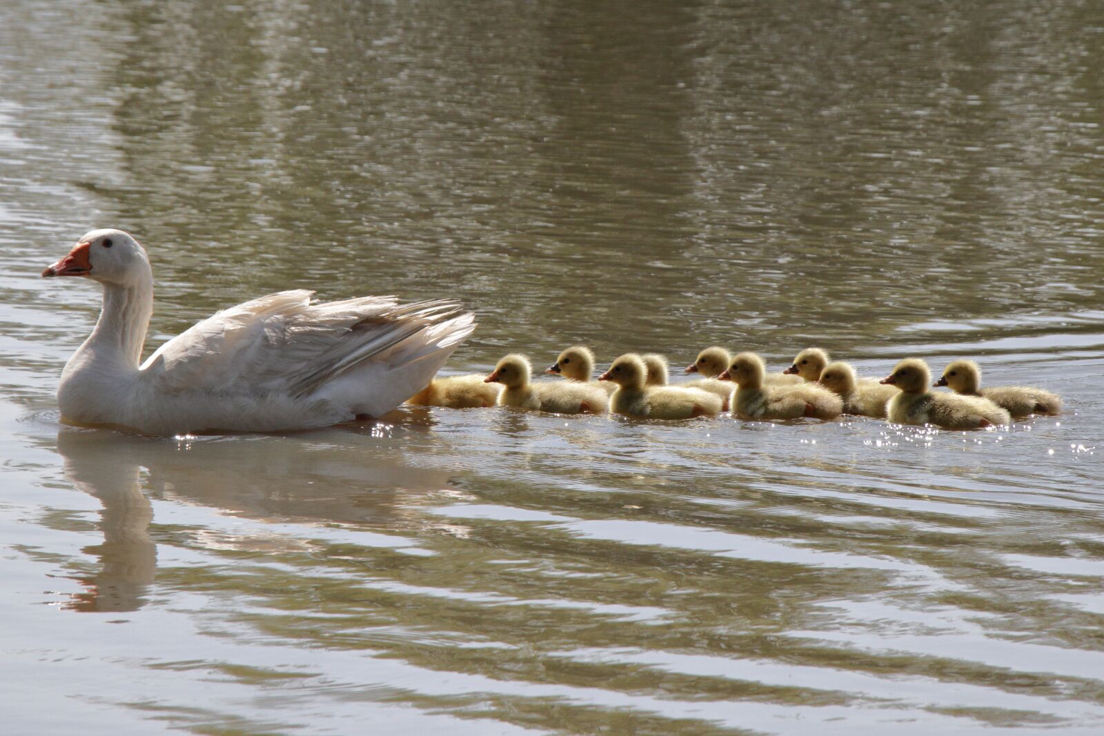 Canon EF-S 18-135mm F3.5-5.6 IS USM sample photo. Goose, babies, bird photography